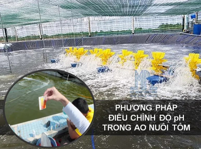 Phương pháp điều chỉnh độ pH trong ao nuôi tôm