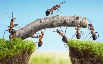12 Bài học hay từ loài Kiến mà chúng ta có thể áp dụng vào cuộc sống