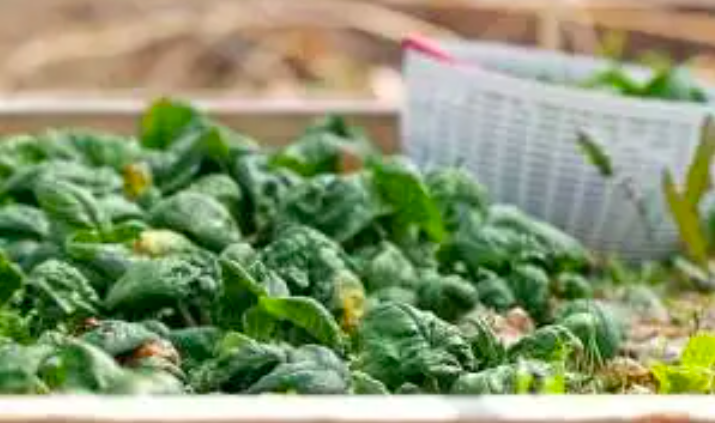 30 Thực Phẩm Giàu Chất Sắt Giúp Chống Mệt Mỏi, Đau Đầu 30 Thực Phẩm Giàu Chất Sắt Giúp Chống Mệt Mỏi, Đau Đầu