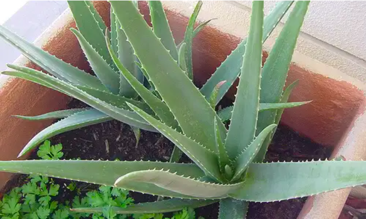 5 loại cây thuốc trồng tại nhà 5 loại cây thuốc trồng tại nhà