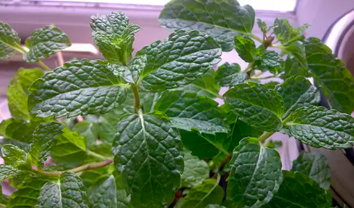 5 loại cây thuốc trồng tại nhà 5 loại cây thuốc trồng tại nhà