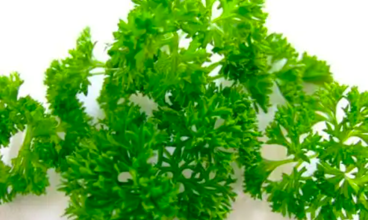 5 loại cây thuốc trồng tại nhà 5 loại cây thuốc trồng tại nhà