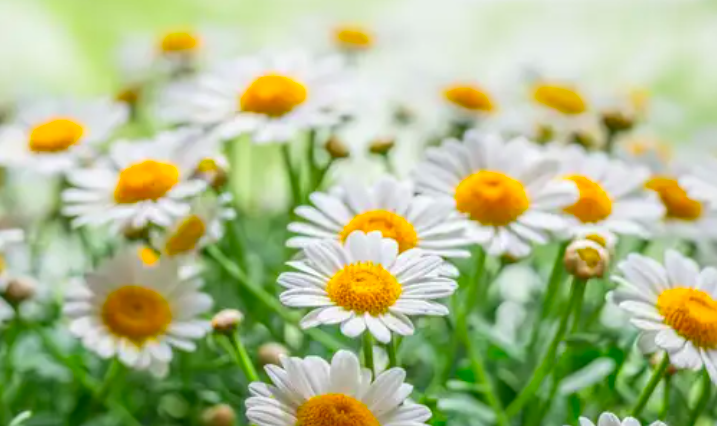 5 loại cây thuốc trồng tại nhà 5 loại cây thuốc trồng tại nhà