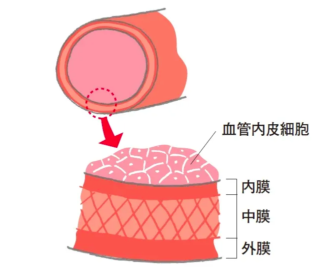 7 Thói Quen Giúp Phòng Ngừa Tắc Nghẽn Mạch Máu 7 Thói Quen Giúp Phòng Ngừa Tắc Nghẽn Mạch Máu
