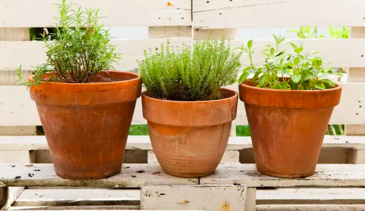 Cách Làm Vườn Thảo Mộc Cách Làm Vườn Thảo Mộc