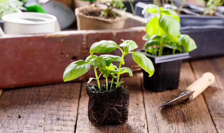 Cách Làm Vườn Thảo Mộc Cách Làm Vườn Thảo Mộc