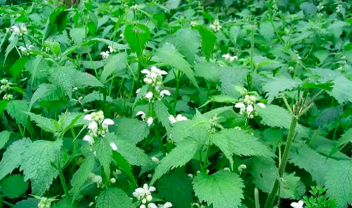 Cải Thiện Tình Trạng Táo Bón Với Các Loại Trà Thảo Dược Hữu Hiệu Cải Thiện Tình Trạng Táo Bón Với Các Loại Trà Thảo Dược Hữu Hiệu