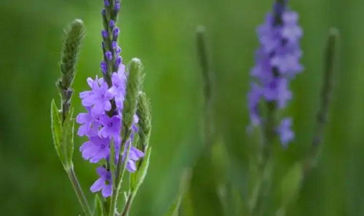 Cải Thiện Tình Trạng Táo Bón Với Các Loại Trà Thảo Dược Hữu Hiệu Cải Thiện Tình Trạng Táo Bón Với Các Loại Trà Thảo Dược Hữu Hiệu