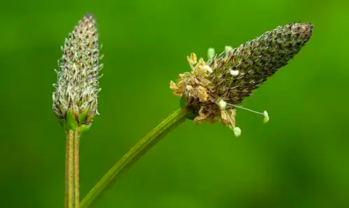Cải Thiện Tình Trạng Táo Bón Với Các Loại Trà Thảo Dược Hữu Hiệu Cải Thiện Tình Trạng Táo Bón Với Các Loại Trà Thảo Dược Hữu Hiệu