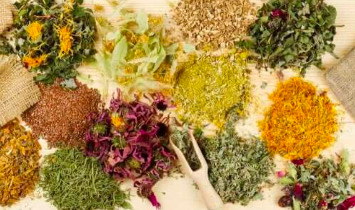 Cây thuốc chữa đau dạ dày Cây thuốc chữa đau dạ dày