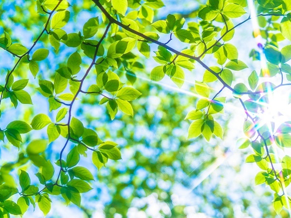 Khám Phá Phương Pháp Mamukai: Giải Pháp Chăm Sóc Sức Khỏe Toàn Diện Khám Phá Phương Pháp Mamukai: Giải Pháp Chăm Sóc Sức Khỏe Toàn Diện