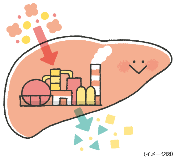 Kiến Thức Y Học: Hành Trình Của Thuốc Trong Cơ Thể Kiến Thức Y Học: Hành Trình Của Thuốc Trong Cơ Thể