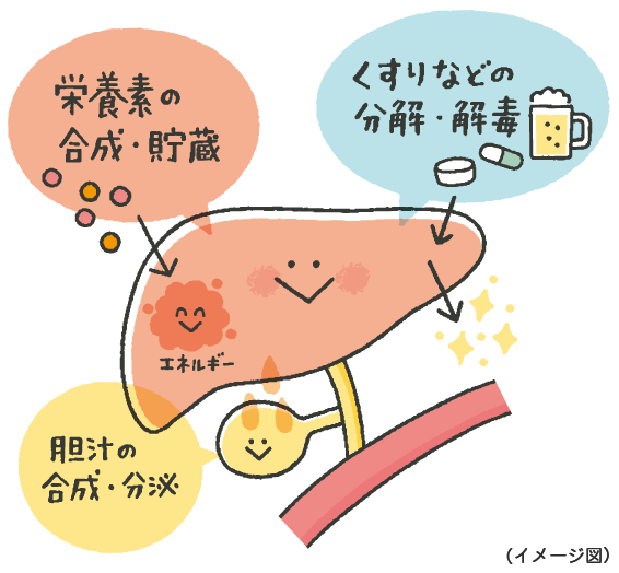 Kiến Thức Y Học: Hành Trình Của Thuốc Trong Cơ Thể Kiến Thức Y Học: Hành Trình Của Thuốc Trong Cơ Thể