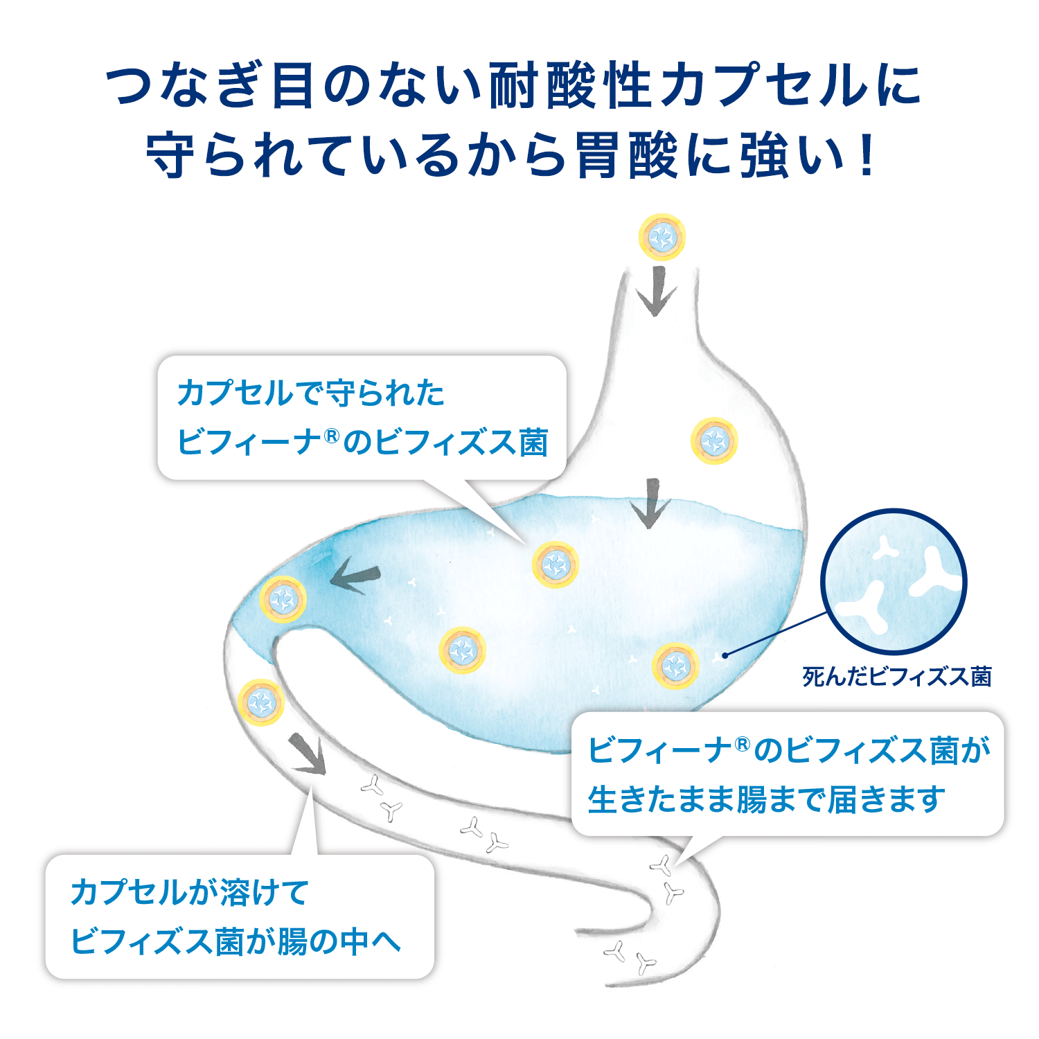 Men Vi Sinh Health Aid Bifina R - Bí Quyết Vàng Cho Một Cuộc Sống Khoẻ Mạnh Men Vi Sinh Health Aid Bifina R - Bí Quyết Vàng Cho Một Cuộc Sống Khoẻ Mạnh