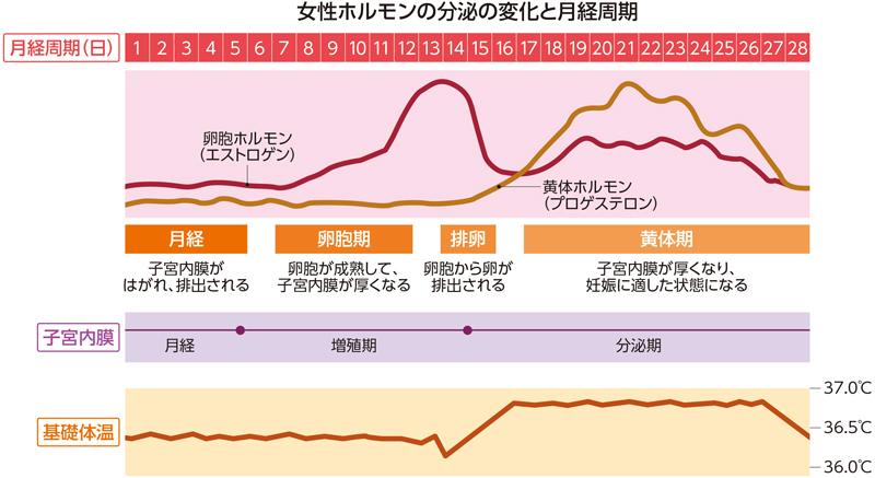 Cơ Thể Phụ Nữ Chịu Sự Chi Phối Của Hai Loại Hormone Nữ Cơ Thể Phụ Nữ Chịu Sự Chi Phối Của Hai Loại Hormone Nữ