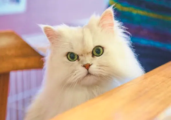 Khám Phá Những Thói Quen Lành Mạnh Từ Bác Sĩ 82 Tuổi! Khám Phá Những Thói Quen Lành Mạnh Từ Bác Sĩ 82 Tuổi!