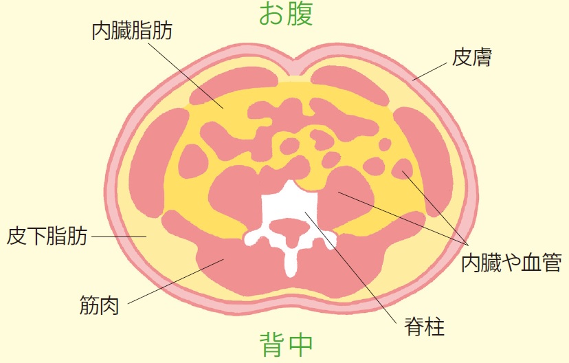 Nguyên Nhân Chính Khiến Phụ Nữ Trưởng Thành Có Bụng To Là "Mỡ Nội Tạng"! Nguyên Nhân Chính Khiến Phụ Nữ Trưởng Thành Có Bụng To Là "Mỡ Nội Tạng"!