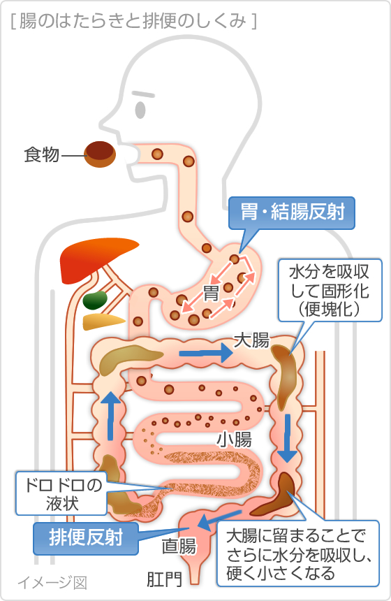 Nguyên Nhân Gây Táo Bón Nguyên Nhân Gây Táo Bón
