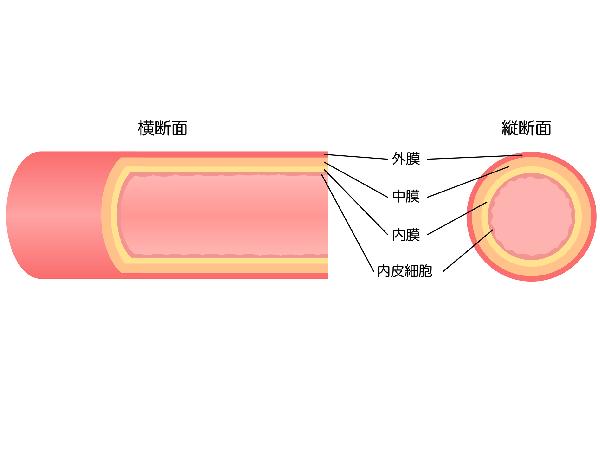 Cải Thiện Và Phòng Ngừa Xơ Cứng Động Mạch Qua Việc Kéo Dãn! Hướng Dẫn Và Lợi Ích Cải Thiện Và Phòng Ngừa Xơ Cứng Động Mạch Qua Việc Kéo Dãn! Hướng Dẫn Và Lợi Ích
