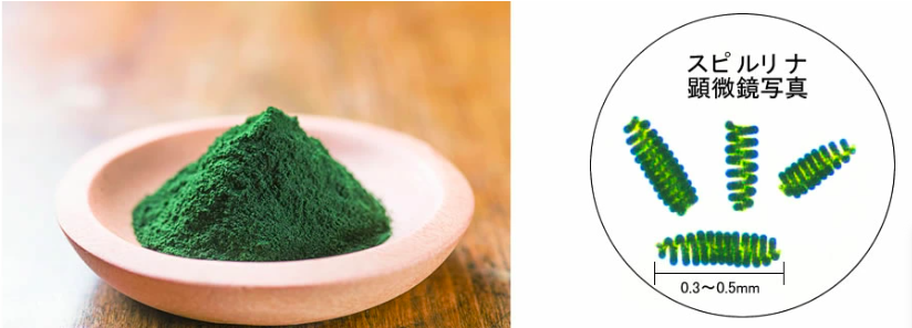 Tảo Vàng New Spirulina Ex - Sức Khỏe Và Vẻ Đẹp Hoàn Hảo Tảo Vàng New Spirulina Ex - Sức Khỏe Và Vẻ Đẹp Hoàn Hảo