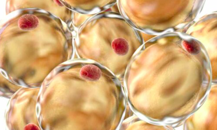 Tầm Quan Trọng Của Adiponectin Tầm Quan Trọng Của Adiponectin