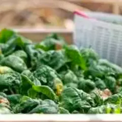 30 THỰC PHẨM GIÀU CHẤT SẮT GIÚP CHỐNG MỆT MỎI, ĐAU ĐẦU