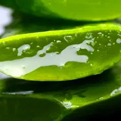 5 LOẠI CÂY THUỐC TRỒNG TẠI NHÀ