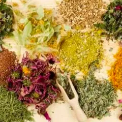 CÂY THUỐC CHỮA ĐAU DẠ DÀY