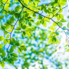 KHÁM PHÁ PHƯƠNG PHÁP MAMUKAI: GIẢI PHÁP CHĂM SÓC SỨC KHỎE TOÀN DIỆN