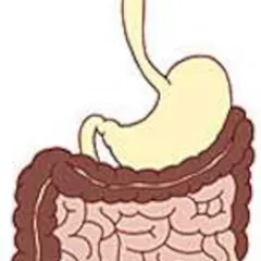 KHÁM PHÁ CẤU TẠO CỦA DẠ DÀY, RUỘT VÀ ĐẠI TRÀNG CHỈ TRONG 60 GIÂY