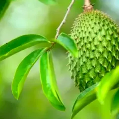 THÀNH PHẦN DINH DƯỠNG VÀ CÔNG DỤNG LÁ MÃNG CẦU XIÊM