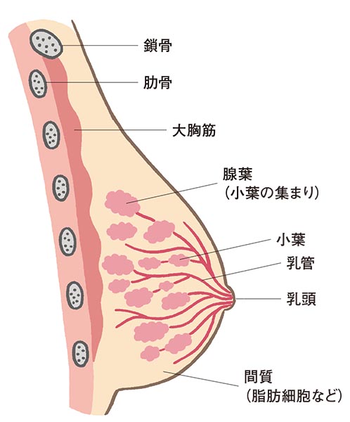 Ung Thư Vú - Căn Bệnh Phụ Nữ Trên 50 Cần Chú Ý Ung Thư Vú - Căn Bệnh Phụ Nữ Trên 50 Cần Chú Ý