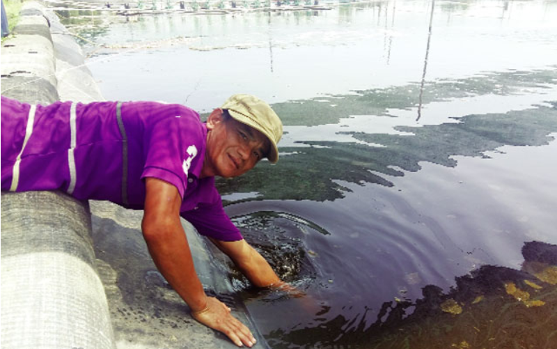 ung-dung-mat-ri-duong-trong-nuoi-tom ung-dung-mat-ri-duong-trong-nuoi-tom