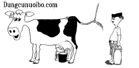 QUY TRÌNH VÀ PHƯƠNG PHÁP VẮT SỮA BÒ AN TOÀN ĐẠT TIÊU CHUẨN