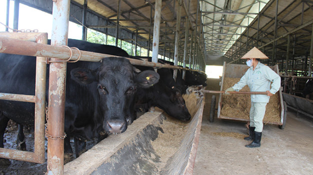 Hướng dẫn quy trình và kỹ thuật nuôi bò thịt  Kiến thức chăn nuôi