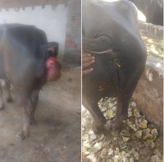 (Trước và sau khi điều trị)