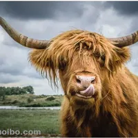 10 GIỐNG BÒ GIA SÚC ĐẶC BIỆT NHẤT