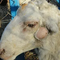 BỆNH CASEOUS LYMPHADENITIS Ở DÊ