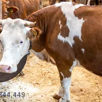 TÌM HIỂU VỀ BÊNH BIÊN TRÙNG TRÊN BÒ