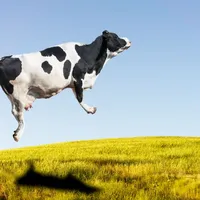 LẠ MÀ HAY: CHO BÒ NGHE NHẠC VẮT ĐƯỢC NHIỀU SỮA HƠN ???
