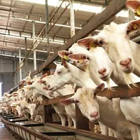 KHI NHẬP ĐÀN DÊ MỚI VÀ NHỮNG ĐIỀU CẦN LƯU Ý