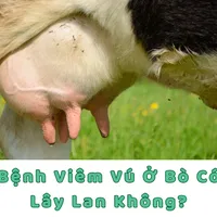 BỆNH VIÊM VÚ Ở BÒ CÓ LÂY LAN KHÔNG?