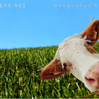 BÒ SỮA BỊ VÔ SINH TẠM THỜI DO NHỮNG NGUYÊN NHÂN CHỦ YẾU NÀO?