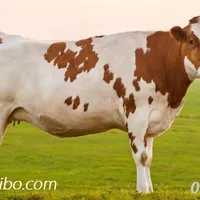 BÒ CÓ THỂ SỐNG ĐƯỢC BAO LÂU, TUỔI THỌ CỦA BÒ