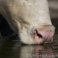 NHU CẦU NƯỚC UỐNG CỦA BÒ: YẾU TỐ THEN CHỐT CHO HIỆU QUẢ CHĂN NUÔI