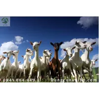 NHỮNG ĐIỀU THÚ VỊ VỀ LOÀI DÊ MÀ BẠN CÓ THỂ CHƯA BIẾT