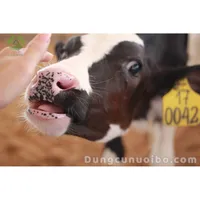 BÒ SỮA BỊ XOẮN DẠ CON: NÊN LÀM GÌ?