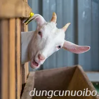 DÊ NUÔI VÀ MỘT SỐ BỆNH THƯỜNG GẶP PHỔ BIẾN