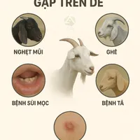 5 BỆNH THƯỜNG GẶP TRÊN DÊ – CHỦ NUÔI CẦN BIẾT!