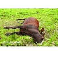 BỆNH BẠI LIỆT TRÊN BÒ: NGUYÊN NHÂN, TRIỆU CHỨNG VÀ CÁCH ĐIỀU TRỊ